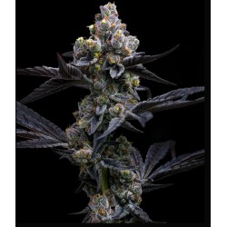 GARLIC COOKIES · Barneys Farm · semi di canapa · Fem