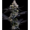 GARLIC COOKIES · Barneys Farm · semillas de marihuana · Fem