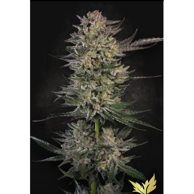 CANDY BREATH · Paradise Seeds · semillas de marihuana · Fem