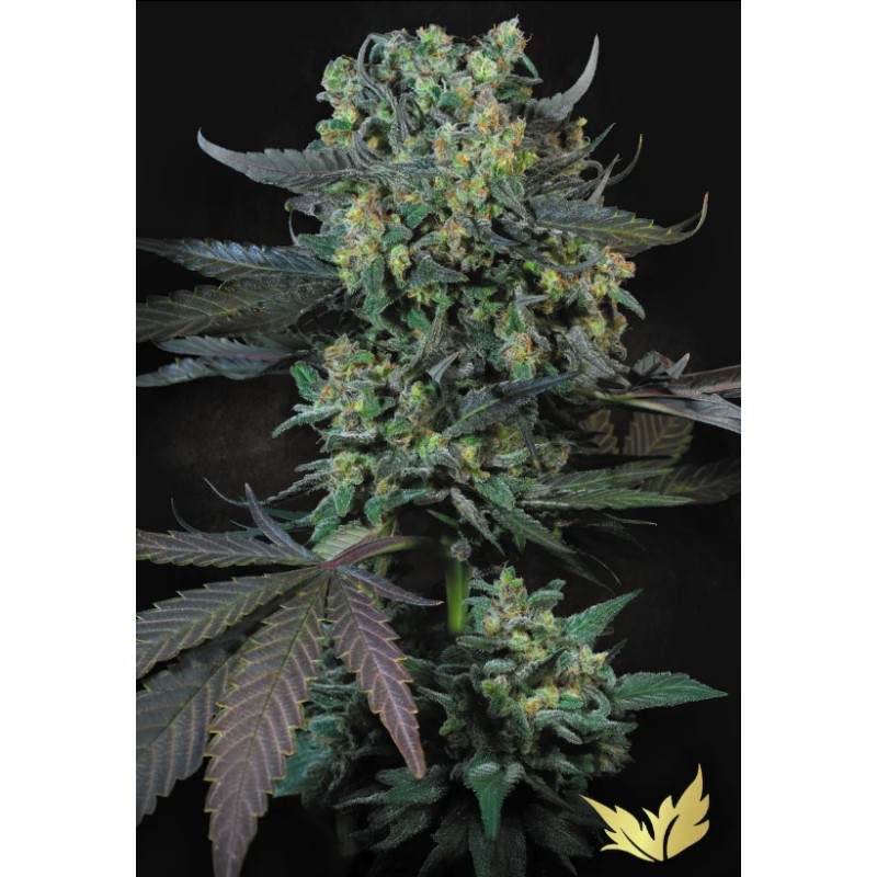 MOMO · Paradise Seeds · semillas de marihuana · Fem