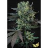 MOMO · Paradise Seeds · semillas de marihuana · Fem