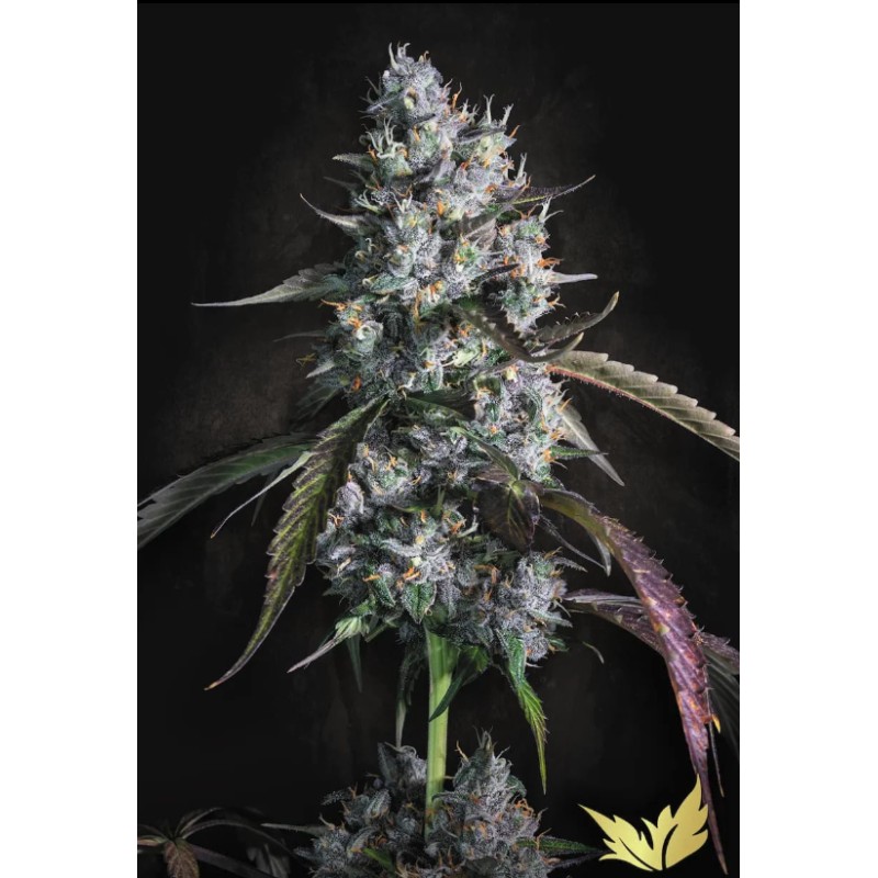 RED VELVET AUTO · Paradise Seeds · semi di canapa · AutoFem
