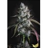 RED VELVET AUTO · Paradise Seeds · semillas de marihuana · AutoFem