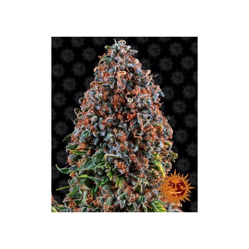 CRITICAL KUSH · Philosopher Seeds · semillas de marihuana · Fem