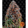 CRITICAL KUSH · Philosopher Seeds · semillas de marihuana · Fem