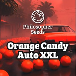 ORANGE CANDY AUTO XXL ·...