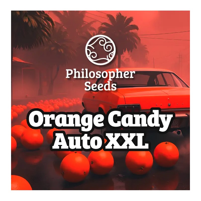 ORANGE CANDY AUTO XXL · Philosopher Seeds · semillas de marihuana · AutoFem