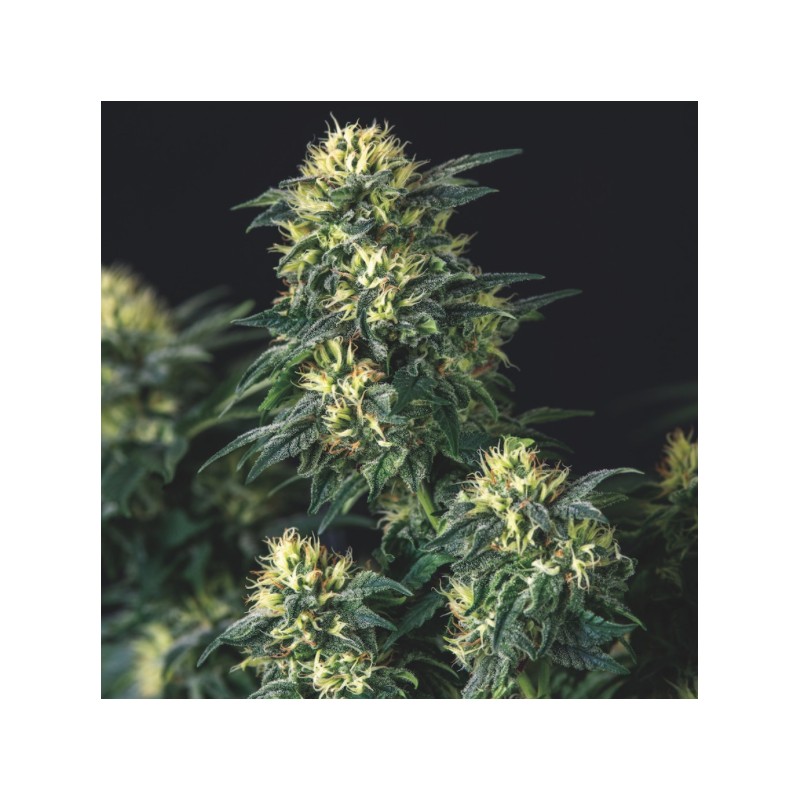 ANESTHESIA X RUNTZ · Pyramid Seeds · semi di canapa · Fem