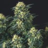 ANESTHESIA X RUNTZ · Pyramid Seeds · semillas de marihuana · Fem