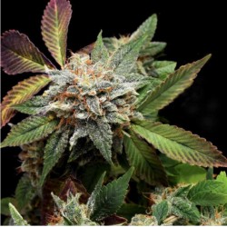 ANUBIS X SUNSET SHERBET · Pyramid Seeds · semi di canapa · Fem