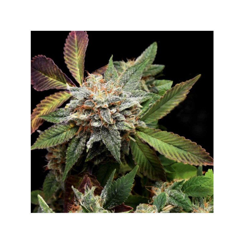 ANUBIS X SUNSET SHERBET · Pyramid Seeds · semillas de marihuana · Fem