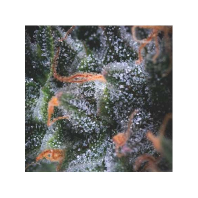 AUTO BLACK CHERRY PUNCH · Pyramid Seeds · semi di canapa · AutoFem