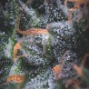 AUTO BLACK CHERRY PUNCH · Pyramid Seeds · semi di canapa · AutoFem