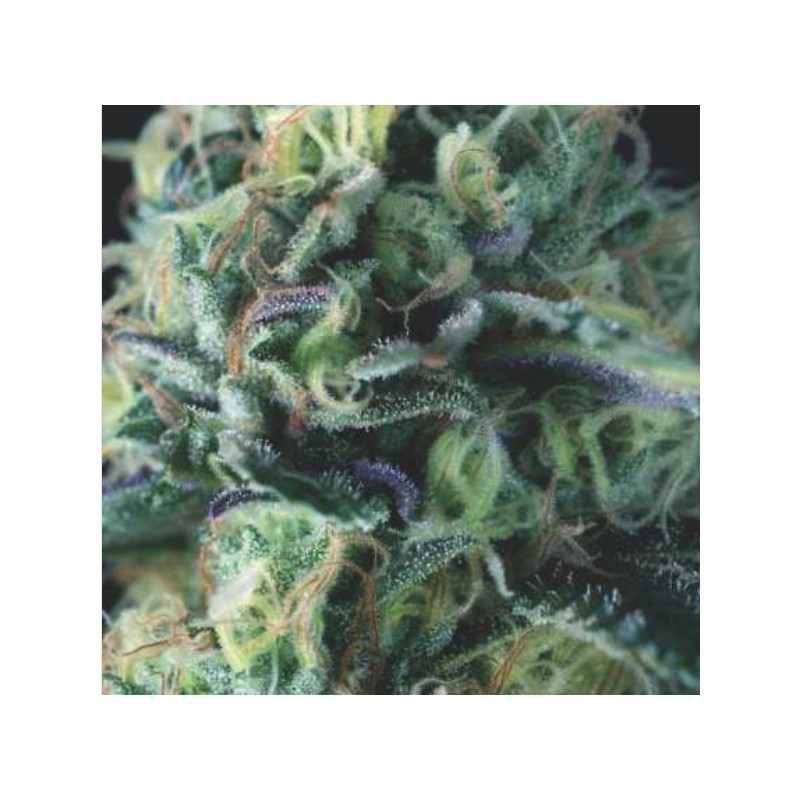 AUTO COOKIES USA · Pyramid Seeds · semi di canapa · AutoFem