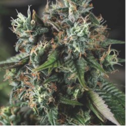 AUTO DO-SI-DOS · Pyramid Seeds · semi di canapa · AutoFem