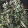 AUTO DO-SI-DOS · Pyramid Seeds · semillas de marihuana · AutoFem