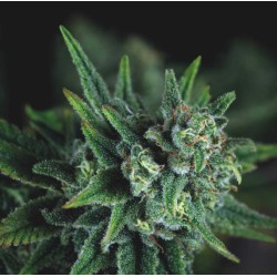GALAXY FAST · Pyramid Seeds · semi di canapa · Fem