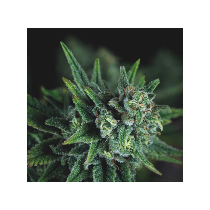 GALAXY FAST · Pyramid Seeds · semillas de marihuana · Fem