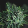 GALAXY FAST · Pyramid Seeds · semi di canapa · Fem