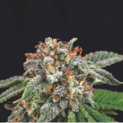 GALAXY X RUNTZ · Pyramid Seeds · cannabis seeds · Fem