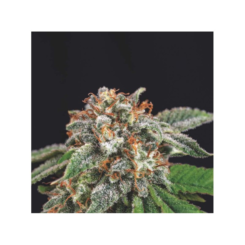GALAXY X RUNTZ · Pyramid Seeds · semillas de marihuana · Fem