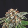 GALAXY X RUNTZ · Pyramid Seeds · semi di canapa · Fem