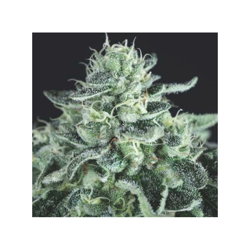 GELATO · Pyramid Seeds · semillas de marihuana · Fem