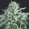 GELATO · Pyramid Seeds · semillas de marihuana · Fem