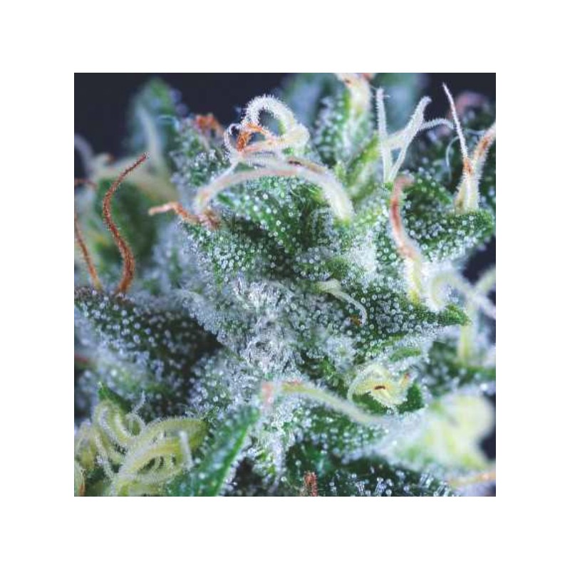 AUTO GELATO · Pyramid Seeds · semi di canapa · AutoFem