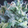 AUTO GELATO · Pyramid Seeds · semillas de marihuana · AutoFem