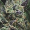 AUTO GORILA · Pyramid Seeds · semi di canapa · AutoFem