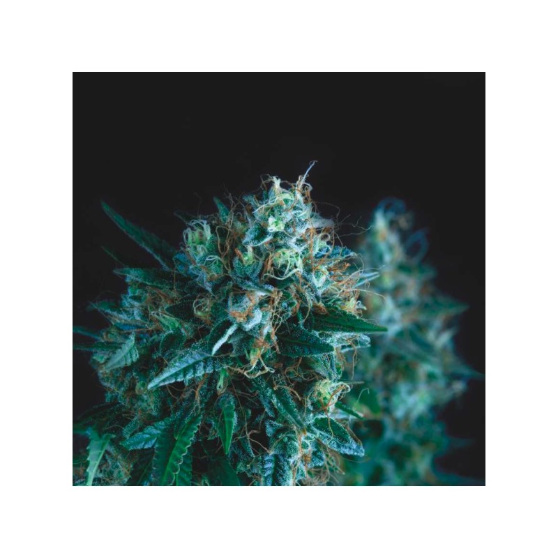 GORILLA FAST · Pyramid Seeds · semillas de marihuana · Fem