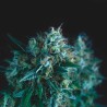 GORILLA FAST · Pyramid Seeds · semi di canapa · Fem