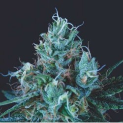 ICE CREAM · Pyramid Seeds · semillas de marihuana · Fem