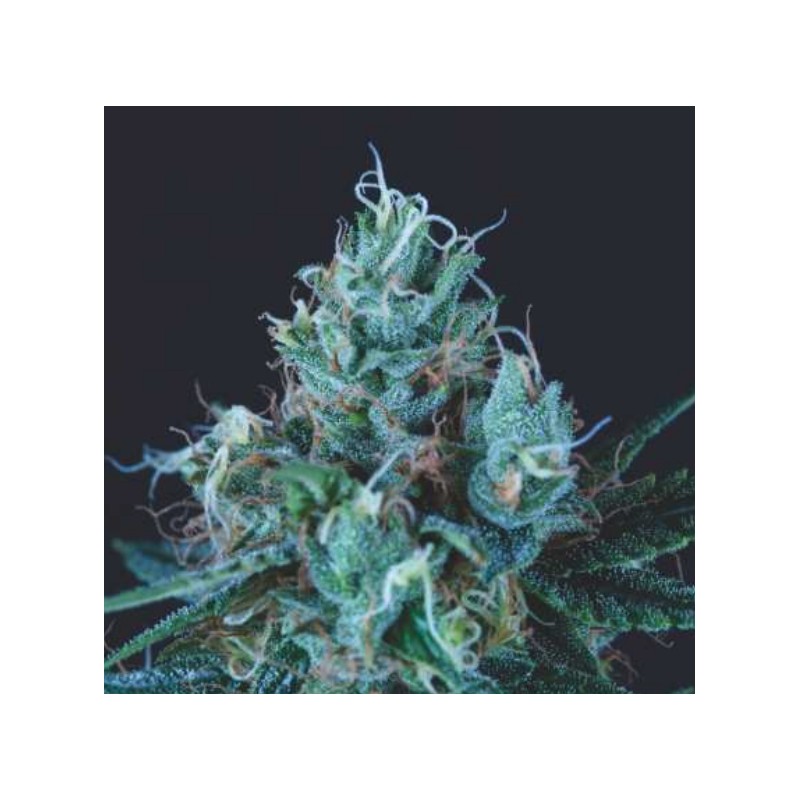 ICE CREAM · Pyramid Seeds · semi di canapa · Fem