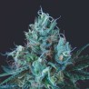 ICE CREAM · Pyramid Seeds · semi di canapa · Fem