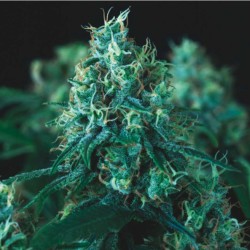 KRYPTONITE FAST · Pyramid Seeds · cannabis seeds · Fem