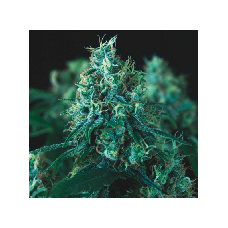 KRYPTONITE FAST · Pyramid Seeds · cannabis seeds · Fem
