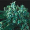 KRYPTONITE FAST · Pyramid Seeds · cannabis seeds · Fem