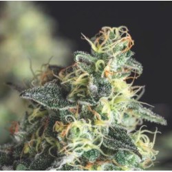 LEMON LARRY OG · Pyramid Seeds · semi di canapa · Fem