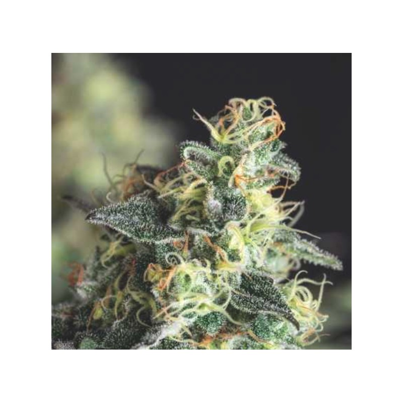 LEMON LARRY OG · Pyramid Seeds · semi di canapa · Fem