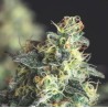 LEMON LARRY OG · Pyramid Seeds · cannabis seeds · Fem