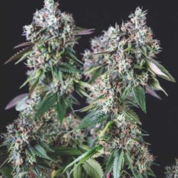 MENDOCINO PURPLE KUSH · Pyramid Seeds · semillas de marihuana · Fem