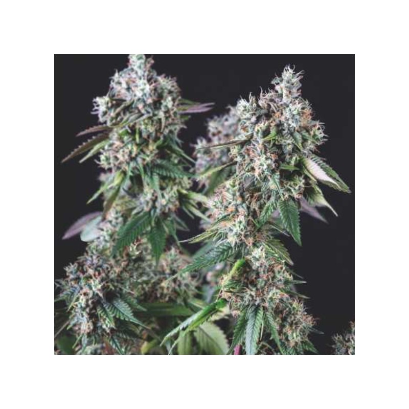MENDOCINO PURPLE KUSH · Pyramid Seeds · semillas de marihuana · Fem