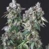 MENDOCINO PURPLE KUSH · Pyramid Seeds · cannabis seeds · Fem