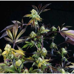SUNSET SHERBET · Pyramid Seeds · cannabis seeds · Fem