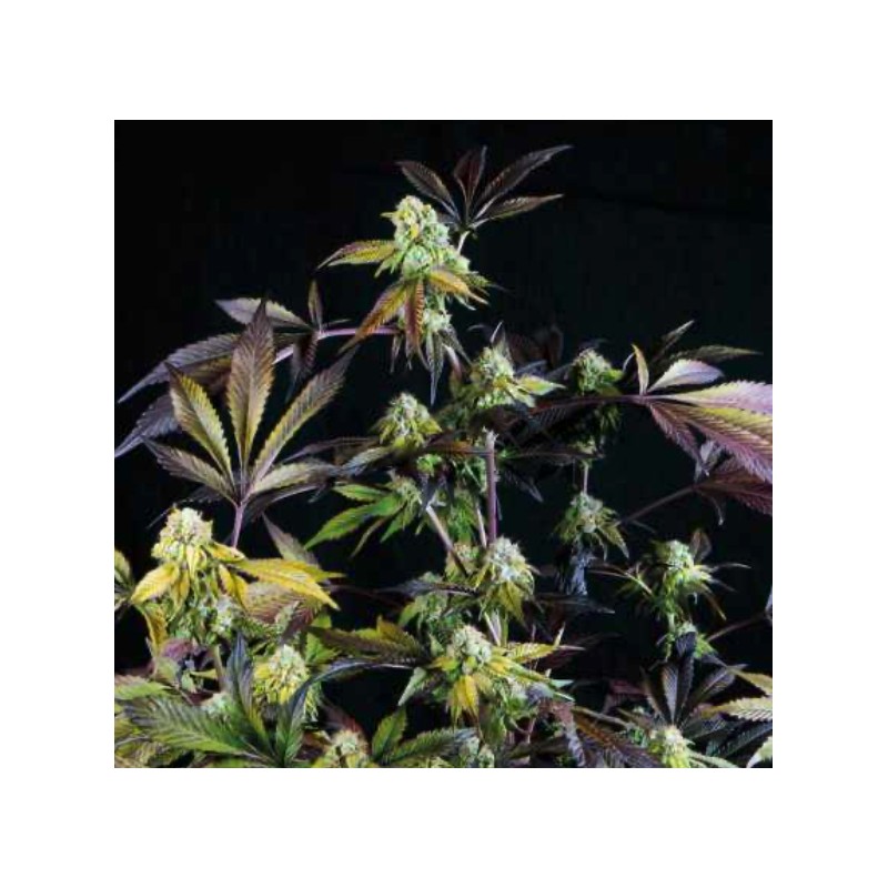 SUNSET SHERBET · Pyramid Seeds · cannabis seeds · Fem