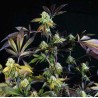 SUNSET SHERBET · Pyramid Seeds · semi di canapa · Fem