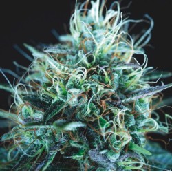 PURPLE URKLE X BLUE PYRAMID · Pyramid Seeds · semi di canapa · Fem