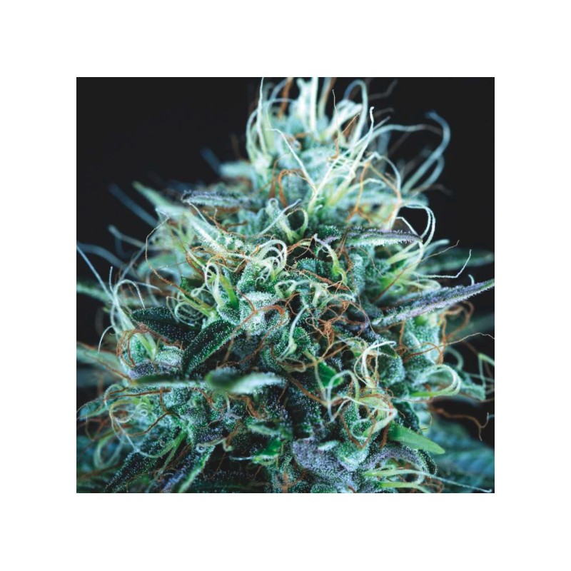 PURPLE URKLE X BLUE PYRAMID · Pyramid Seeds · cannabis seeds · Fem